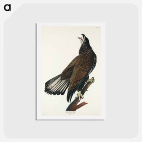 アートポストカード-White-headed Eagle
 - ジョン ジェームス オーデュボン Postcard.