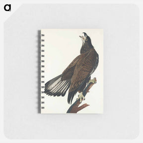 アートメモ帳-White-headed Eagle
 - ジョン ジェームス オーデュボン Memo.