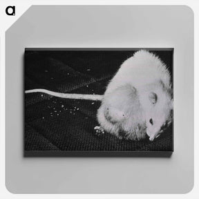 アートパネル-NIAID Infectious Diseases Image
 - 国立医学図書館 Canvas.