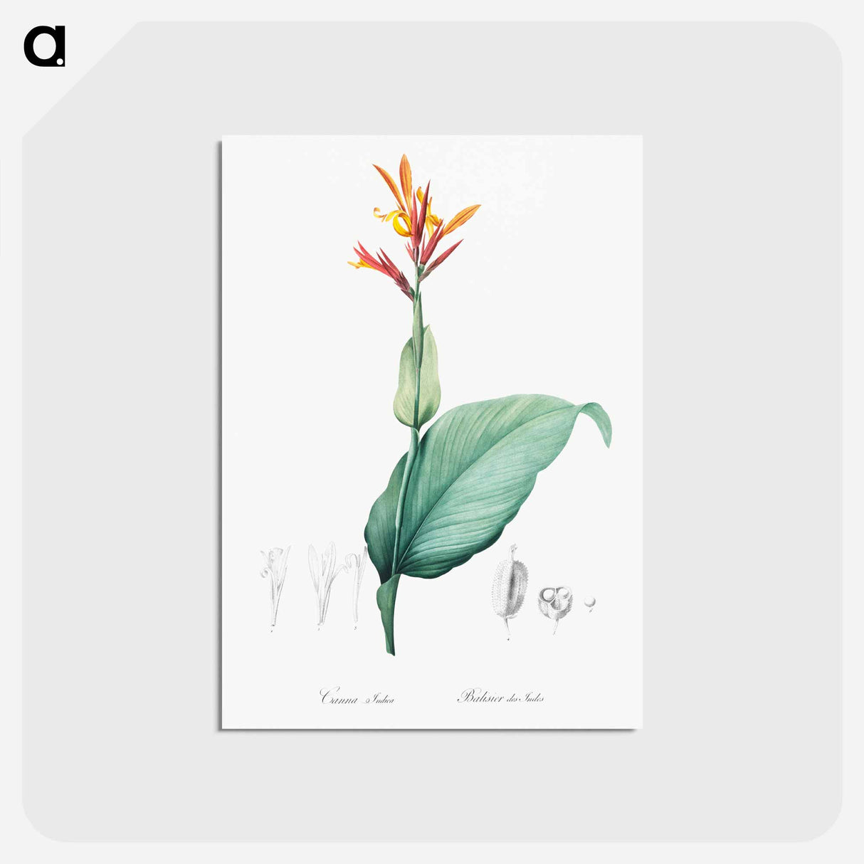 アートポストカード-Indian shot illustration - ピエール ジョゼフ ルドゥーテ Postcard.