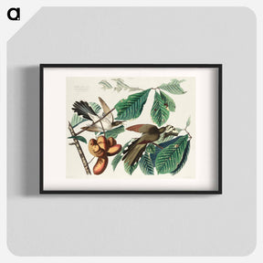 アートポスター-Yellow-billed Cuckoo from Birds of America
 - アメリカの鳥たち Poster.