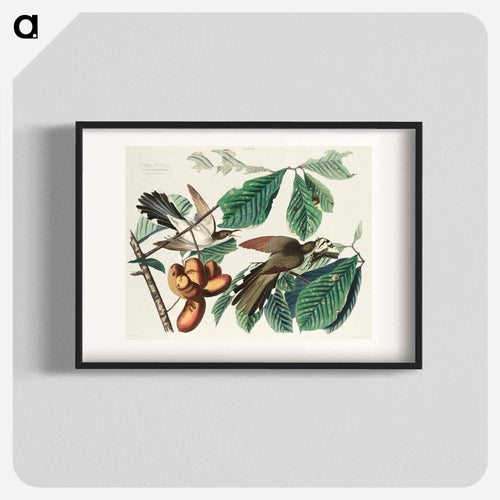 Yellow-billed Cuckoo from Birds of America
 - アメリカの鳥たち Poster.