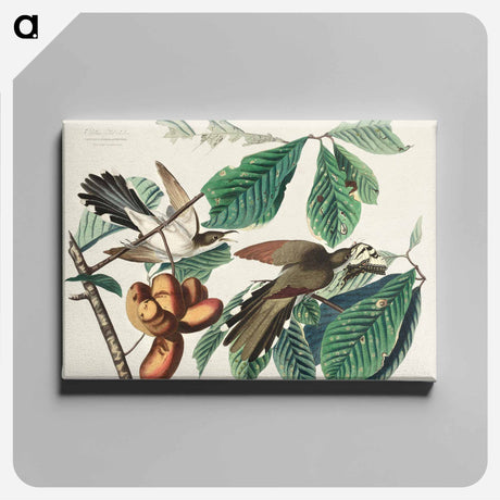 アートパネル-Yellow-billed Cuckoo from Birds of America
 - アメリカの鳥たち Canvas.