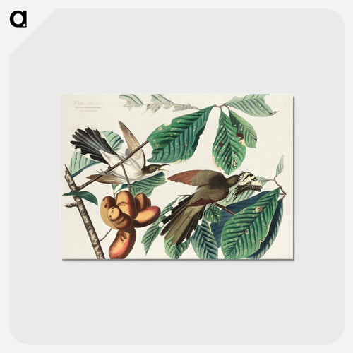Yellow-billed Cuckoo from Birds of America
 - アメリカの鳥たち Postcard.