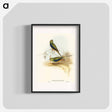 アートポスター-Blue-banded Grass-Parakeet
 - オーストラリアの鳥 Poster.