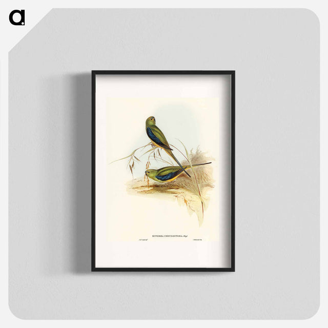 アートポスター-Blue-banded Grass-Parakeet
 - オーストラリアの鳥 Poster.