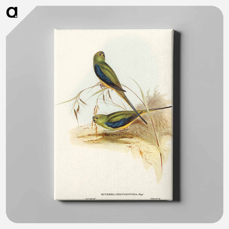 アートパネル-Blue-banded Grass-Parakeet
 - オーストラリアの鳥 Canvas.