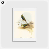 アートポストカード-Blue-banded Grass-Parakeet
 - オーストラリアの鳥 Postcard.