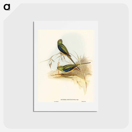 アートポストカード-Blue-banded Grass-Parakeet
 - オーストラリアの鳥 Postcard.