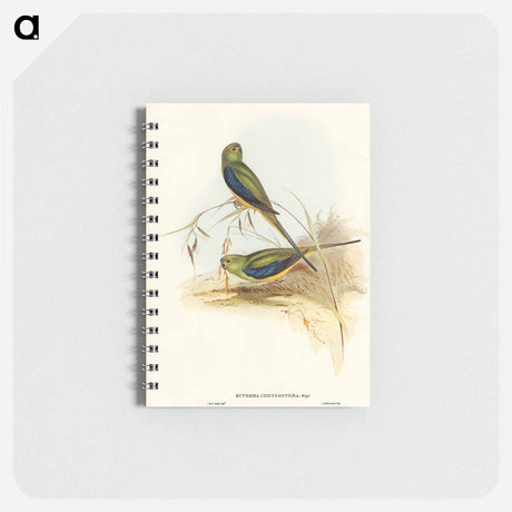 アートメモ帳-Blue-banded Grass-Parakeet
 - オーストラリアの鳥 Memo.