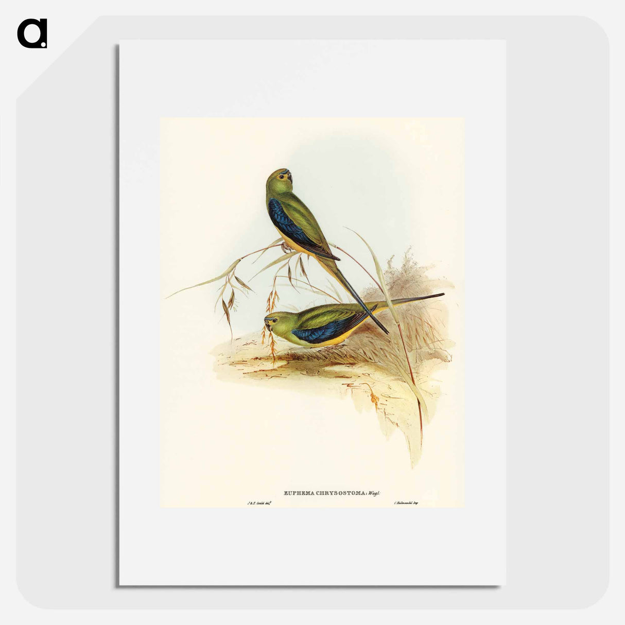 アートポスター-Blue-banded Grass-Parakeet
 - オーストラリアの鳥 Poster.