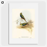 アートポスター-Blue-banded Grass-Parakeet
 - オーストラリアの鳥 Poster.