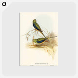 アートポストカード-Blue-banded Grass-Parakeet
 - オーストラリアの鳥 Postcard.