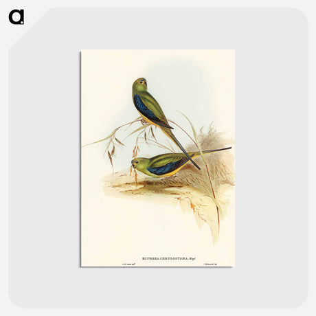 アートポストカード-Blue-banded Grass-Parakeet
 - オーストラリアの鳥 Postcard.