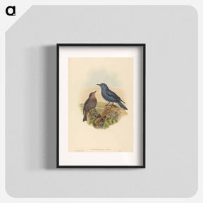 アートポスター-Blue Rockthrush
 - ジョン グールド Poster.