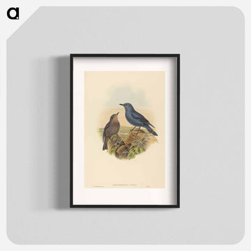 Blue Rockthrush
 - ジョン グールド Poster.
