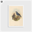 アートポストカード-Blue Rockthrush
 - ジョン グールド Postcard.