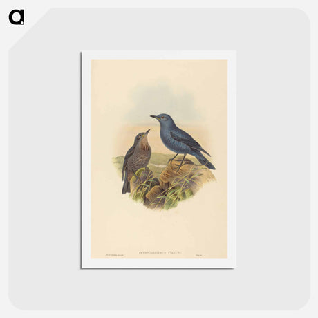 アートポストカード-Blue Rockthrush
 - ジョン グールド Postcard.