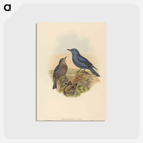 アートポストカード-Blue Rockthrush
 - ジョン グールド Postcard.