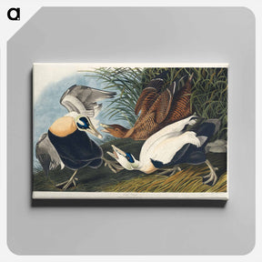アートパネル-Eider Duck
 - ジョン ジェームス オーデュボン Canvas.
