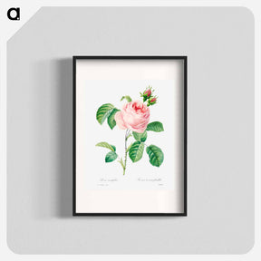 アートポスター-Antique plant - ピエール ジョゼフ ルドゥーテ Poster.