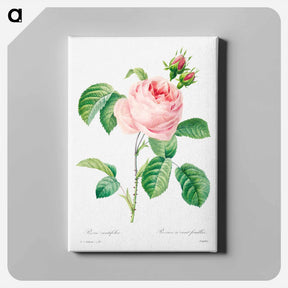 アートパネル-Antique plant - ピエール ジョゼフ ルドゥーテ Canvas.