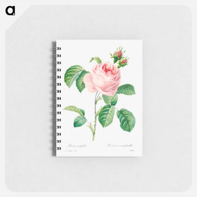 アートメモ帳-Antique plant - ピエール ジョゼフ ルドゥーテ Memo.