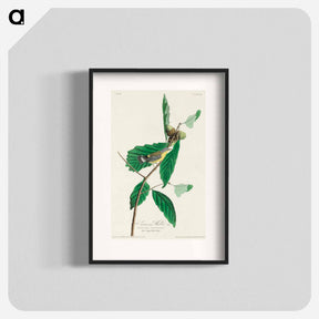 アートポスター-Black & Yellow Warbler from Birds of America
 - アメリカの鳥たち Poster.