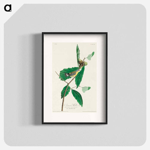 Black & Yellow Warbler from Birds of America
 - アメリカの鳥たち Poster.