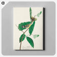 アートパネル-Black & Yellow Warbler from Birds of America
 - アメリカの鳥たち Canvas.