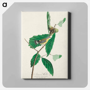 アートパネル-Black & Yellow Warbler from Birds of America
 - アメリカの鳥たち Canvas.