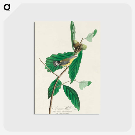 アートポストカード-Black & Yellow Warbler from Birds of America
 - アメリカの鳥たち Postcard.