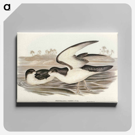 アートパネル-Cook's Petrel
 - オーストラリアの鳥 Canvas.