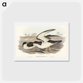 アートポストカード-Cook's Petrel
 - オーストラリアの鳥 Postcard.