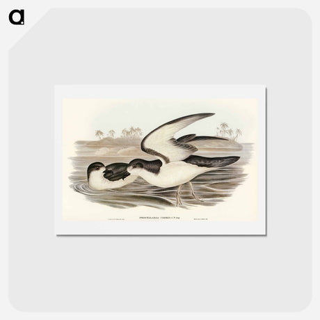 アートポストカード-Cook's Petrel
 - オーストラリアの鳥 Postcard.