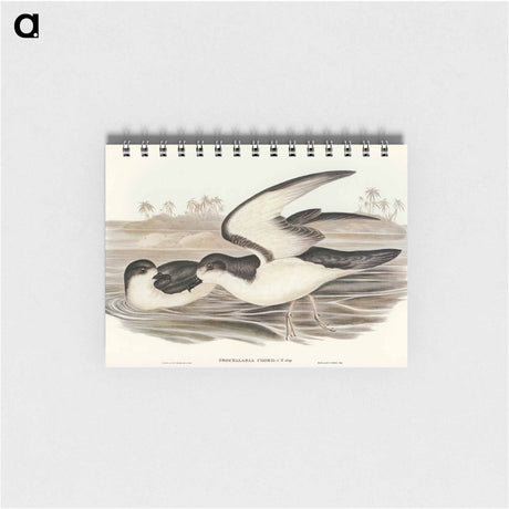 アートメモ帳-Cook's Petrel
 - オーストラリアの鳥 Memo.