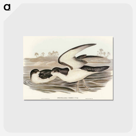 アートポストカード-Cook's Petrel
 - オーストラリアの鳥 Postcard.