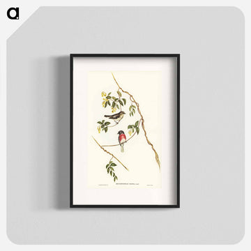 Rose-breasted Wood-robin
 - ジョン グールド Poster.