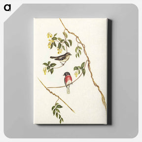 アートパネル-Rose-breasted Wood-robin
 - ジョン グールド Canvas.