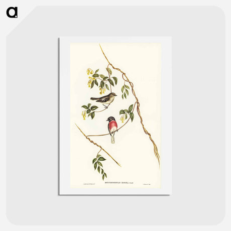 アートポストカード-Rose-breasted Wood-robin
 - ジョン グールド Postcard.