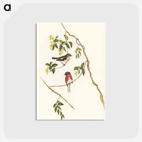 アートポストカード-Rose-breasted Wood-robin
 - ジョン グールド Postcard.