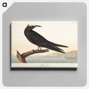 アートパネル-Noddy Tern
 - ジョン ジェームス オーデュボン Canvas.