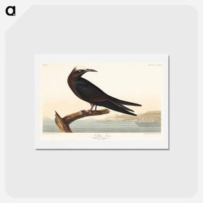 アートポストカード-Noddy Tern
 - ジョン ジェームス オーデュボン Postcard.