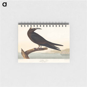 アートメモ帳-Noddy Tern
 - ジョン ジェームス オーデュボン Memo.