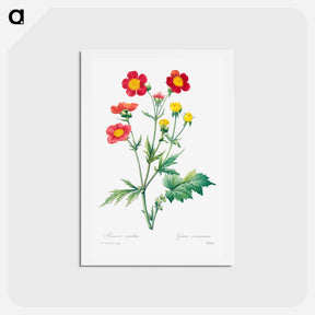 アートポストカード-Red avens - ピエール ジョゼフ ルドゥーテ Postcard.
