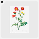 アートポストカード-Red avens - ピエール ジョゼフ ルドゥーテ Postcard.