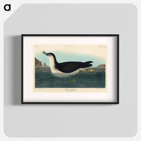 アートポスター-Manks Shearwater from Birds of America
 - アメリカの鳥たち Poster.