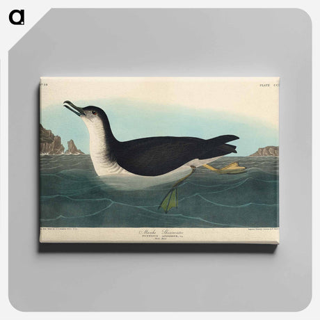 アートパネル-Manks Shearwater from Birds of America
 - アメリカの鳥たち Canvas.