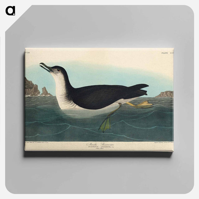 アートパネル-Manks Shearwater from Birds of America
 - アメリカの鳥たち Canvas.