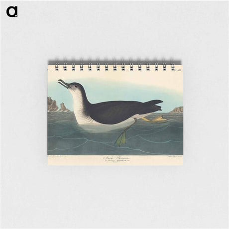 アートメモ帳-Manks Shearwater from Birds of America
 - アメリカの鳥たち Memo.